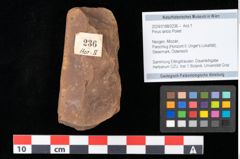 Foto (Objekt + Etikett) von Pinus laricio Poiret (NHMW-GEO-2024-0188-0236)